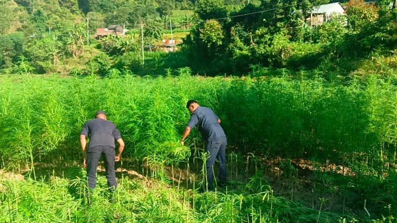 मकवानपुर प्रहरीद्धारा डेढ सय बिगाहा क्षेत्रमा गाँजा फडानी